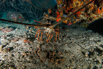 crab on the rock
