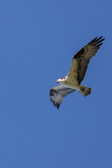Vertical image of an osprey soaring in the clear blue sky on a sunny summer day in the mountains of Southern Utah, USA.