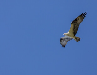 A osprey soars on the wind in a clear blue sky on a sunny summer day in the mountains of Southern Utah, USA.