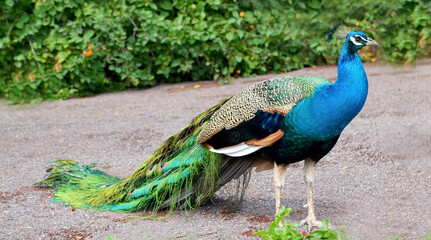 Beautiful peacock with long tail and  feathers walks in the garden.Pavo cristatus with colorful plumage.
Decorative birds concept.Selective focus.