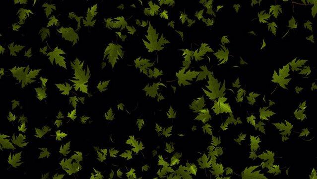 Green maple leaves falling animation in 4K Ultra HD, Beautiful animation with transparent background