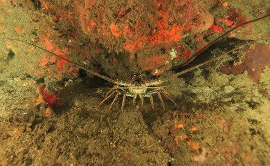 crayfish on the rock