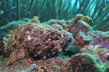rockfish 