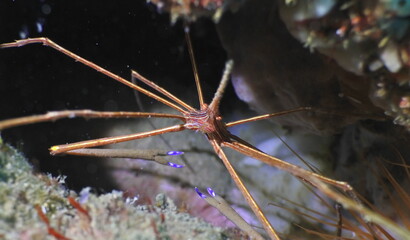 spider crab 