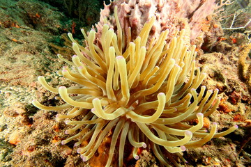 Fototapeta na wymiar anemone 