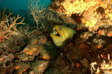 moray eel 