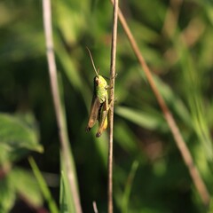 Grashüpfer