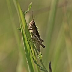 Grashüpfer