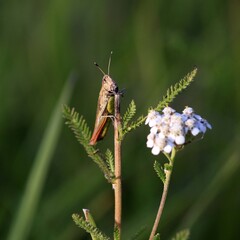 Grashüpfer