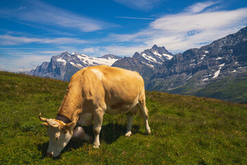 cow in the mountains