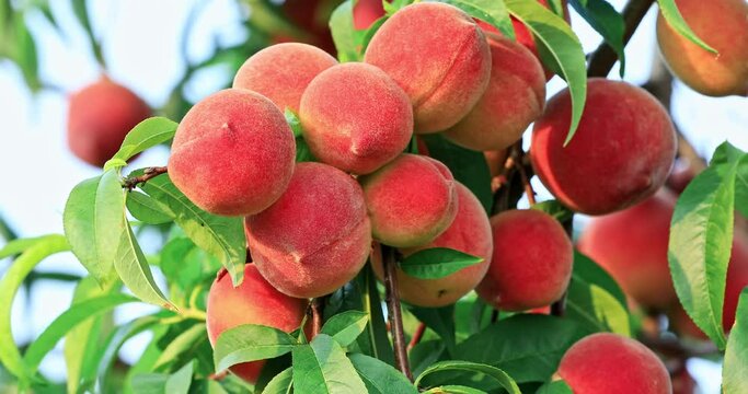 Ripe peach fruit grows on fruit tree