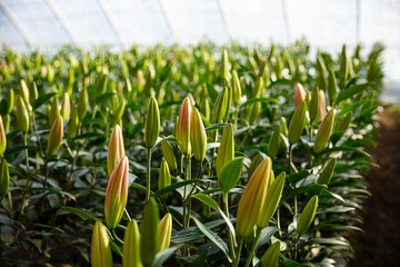 Lily flower in garden.  Lily is in the greenhouse