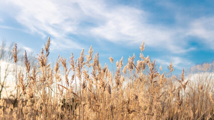 Yellow and blue natural floral background, dry reeds on blue sky backdrop