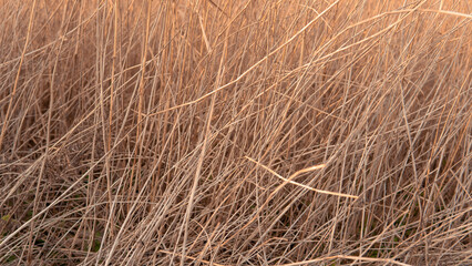 Yellow and blue natural floral background, dry reeds on blue sky backdrop