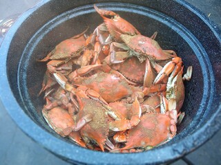 Maryland Blue Crabs