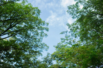 Lush trees taken at a low angle against a blue sky as a background 
