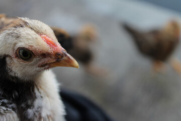 a collection of photos of cute chicks eating and playing