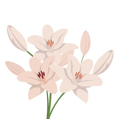 Obraz na płótnie Canvas isolated bouquet white lilies to celebrate woman's day, present, flower