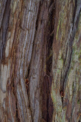 bark of a tree texture