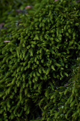 Naklejka na ściany i meble green moss background texture