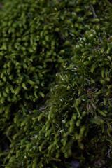 green moss background texture