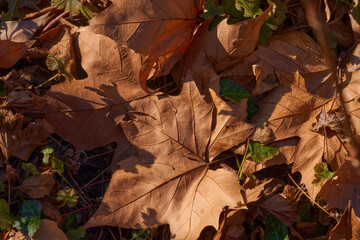 autumn leaves on the ground