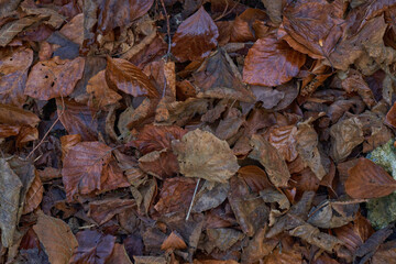 autumn leaves background