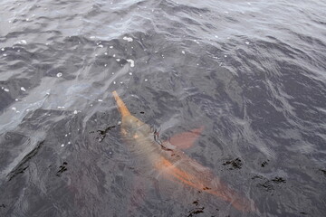 Naklejka premium Amazon River Dolphin, Pink Dolphin, (Inia geoffrensis) Iniidae family. Rio Negro, Amazonas, Brazil.
