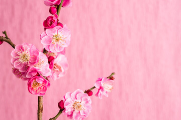 紅梅　梅の花　春　ピンクの花　和風背景