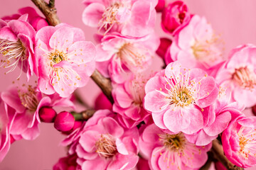 紅梅　梅の花　春　ピンクの花　和風背景