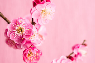 Naklejka na ściany i meble 紅梅　梅の花　春　ピンクの花　和風背景