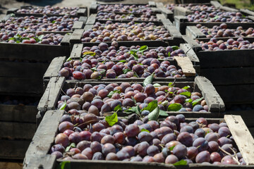 Plum crates at harvest in Mendoza, Argentina.