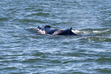 A humpback whale swimming along the surface in the Atlantic Ocean off the coast of Virginia Beach. 