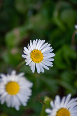 Obraz premium Chamomiles in the meadow growing in april isolated macro.
