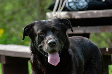 Thirsty tired black labrador dog looking happy