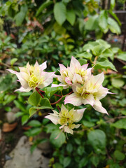 pink and white flowers