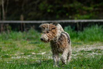 Dirty fox terrier looking focused on the meadow
