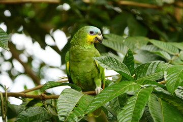 The turquoise-fronted amazon (Amazona aestiva), also called the turquoise-fronted parrot, the blue-fronted amazon and the blue-fronted parrot. Novo Airao, Amazonas, Brazil.