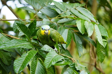 The turquoise-fronted amazon (Amazona aestiva), also called the turquoise-fronted parrot, the blue-fronted amazon and the blue-fronted parrot. Novo Airao, Amazonas, Brazil.