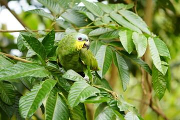 The turquoise-fronted amazon (Amazona aestiva), also called the turquoise-fronted parrot, the...