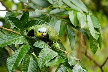 The turquoise-fronted amazon (Amazona aestiva), also called the turquoise-fronted parrot, the blue-fronted amazon and the blue-fronted parrot. Novo Airao, Amazonas, Brazil.