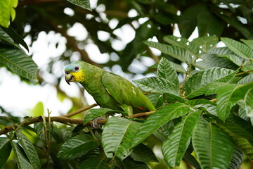 The turquoise-fronted amazon (Amazona aestiva), also called the turquoise-fronted parrot, the blue-fronted amazon and the blue-fronted parrot. Novo Airao, Amazonas, Brazil.