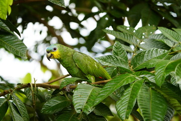 The turquoise-fronted amazon (Amazona aestiva), also called the turquoise-fronted parrot, the...