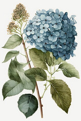 illustration of blue hydrangeas - generative ai