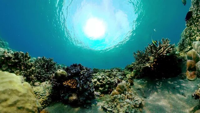 Reef underwater tropical coral garden. Underwater sea fish.