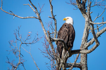 a bald eagle resting on the top of the tree branch under clear blue sky in Southern Ontario, Canada