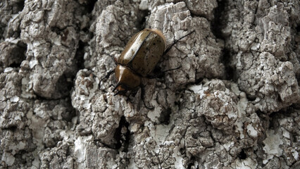 Escarabajo sobre corteza de &aacute;rbol 