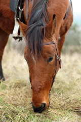 Adorable chestnut horse grazing outdoors. Lovely domesticated pet