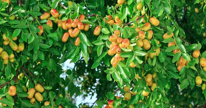 Fresh jujubes grows on the jujube tree 