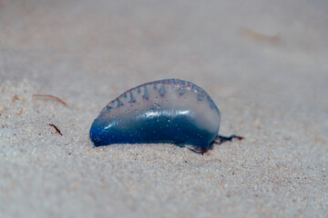 jellyfish on the beach Florida blue 